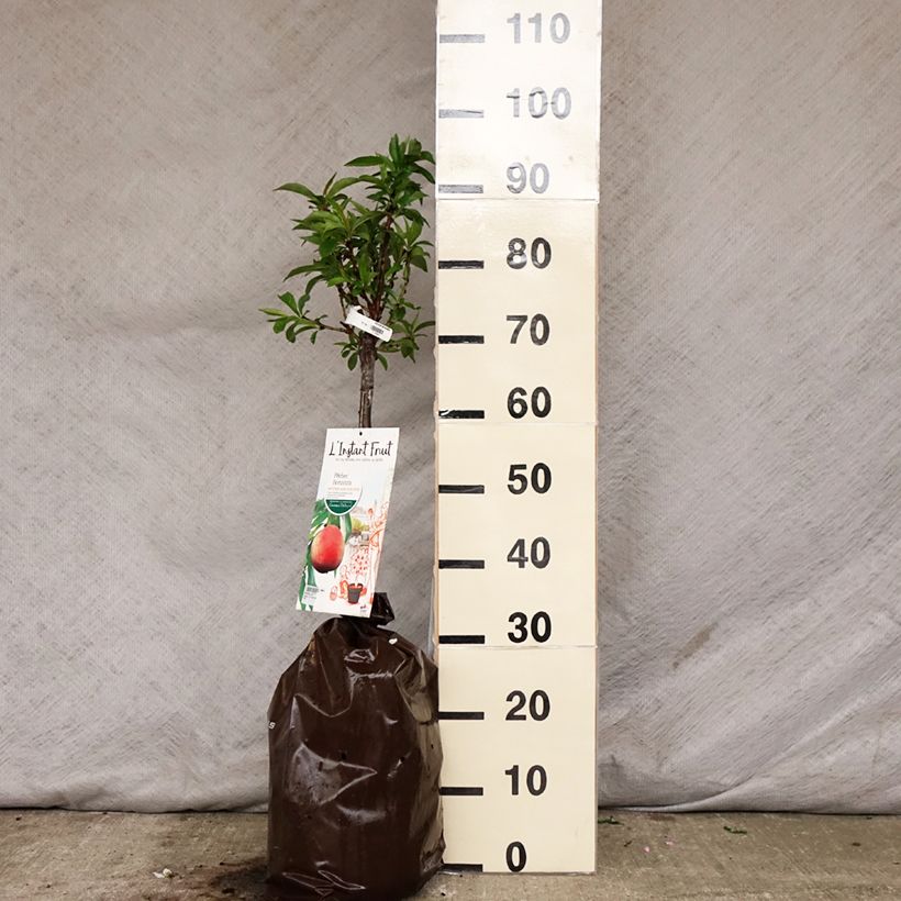 Spécimen de Pêcher nain Bonanza - Georges Delbard Motte "Prêt-à-planter", 1/4 de tige, Tronc de 30/40cm tel que livré au printemps