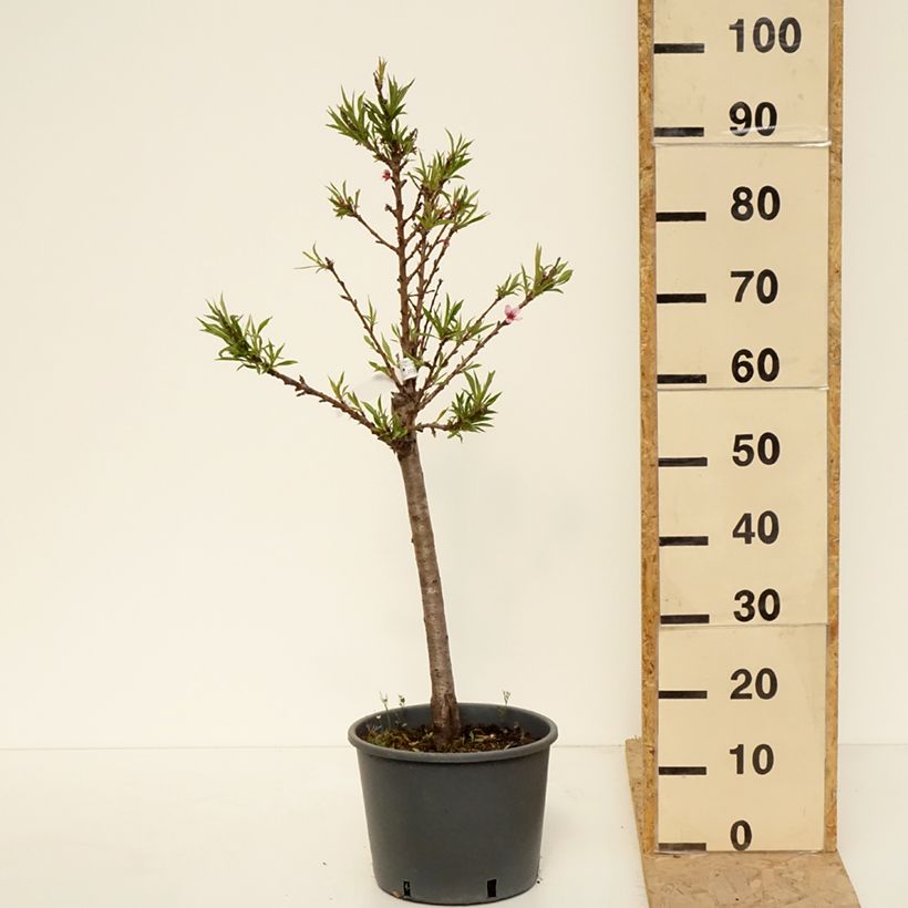 Spécimen de Pêcher nain Bonanza - Georges Delbard Pot de 7,5L/10L, 1/4 de tige, Tronc de 30/40cm tel que livré au printemps