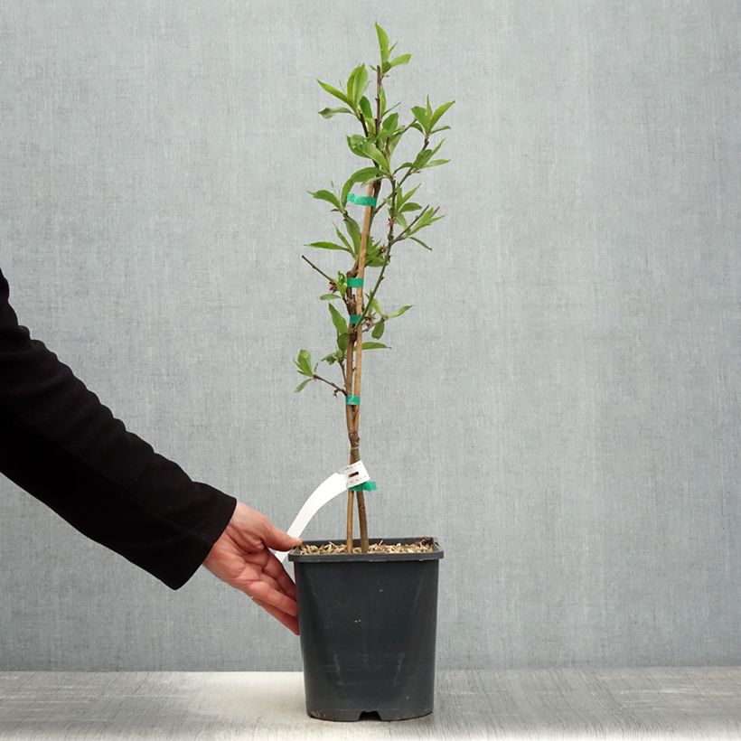 Example of Pêcher nain Fruit Me Peach Me Donut Pot de 4L/5L, Nain as you get in printemps