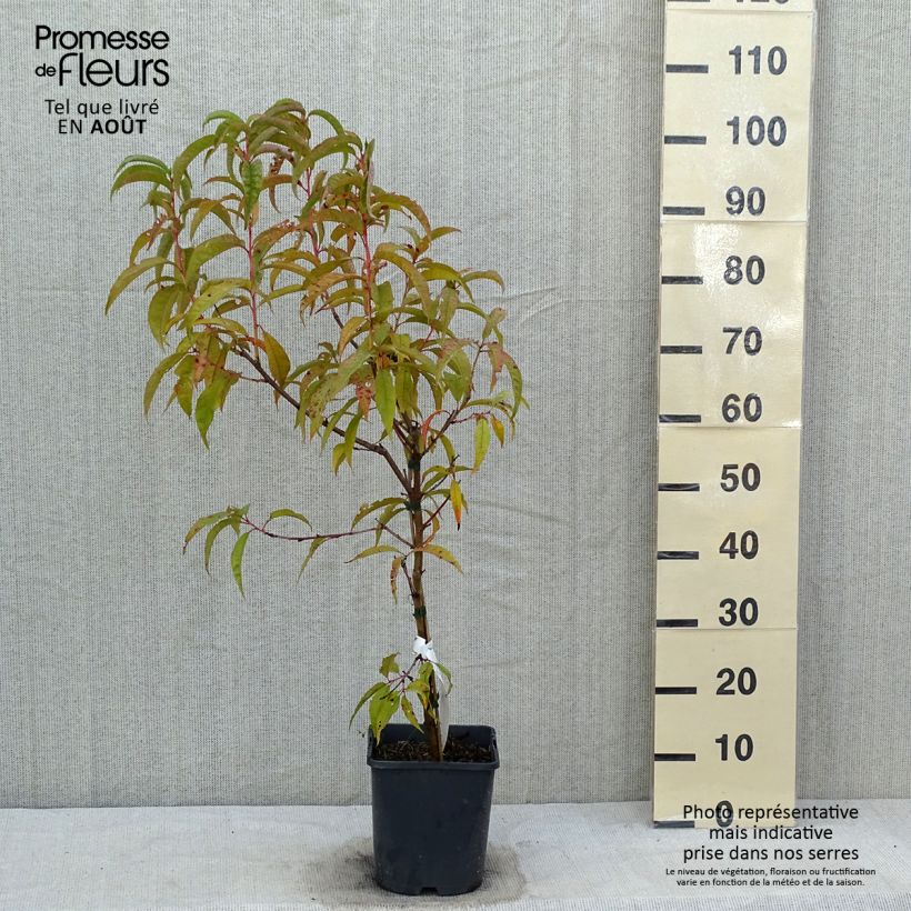 Spécimen de Pêcher nain Fruit Me Peach Me Red Pot de 4L/5L, Nain tel que livré en été