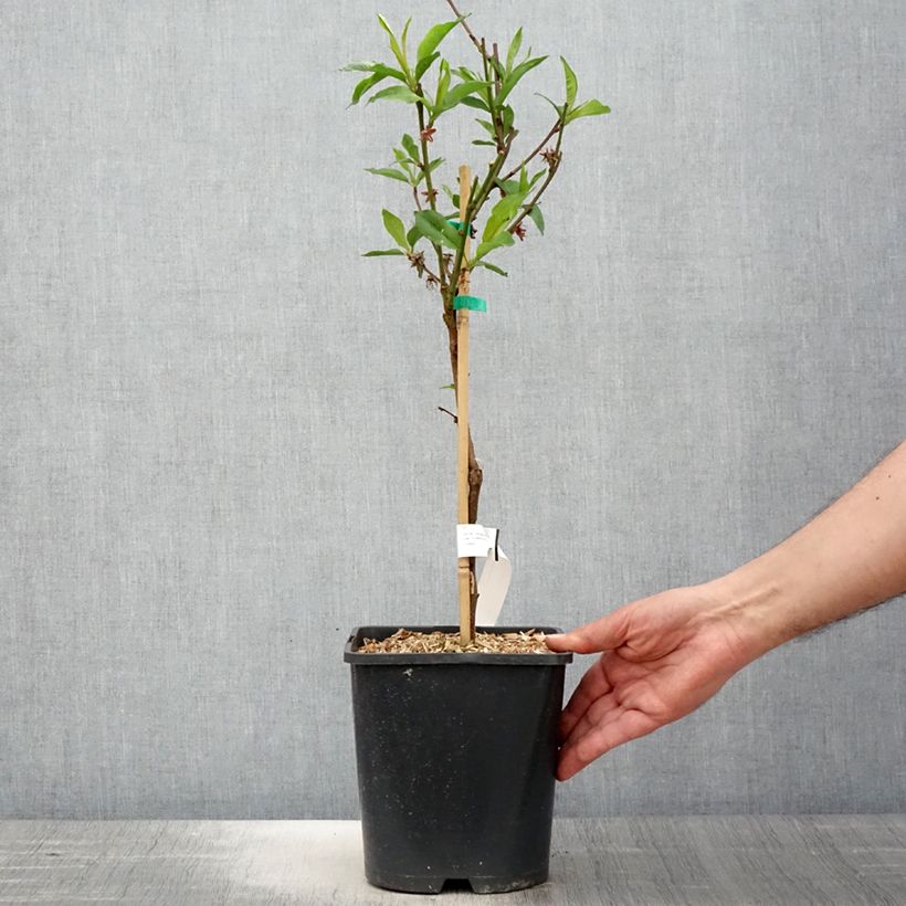 Spécimen de Pêcher nectarinier nain Fruit Me Necta Me Pot de 4L/5L, Nain tel que livré au printemps