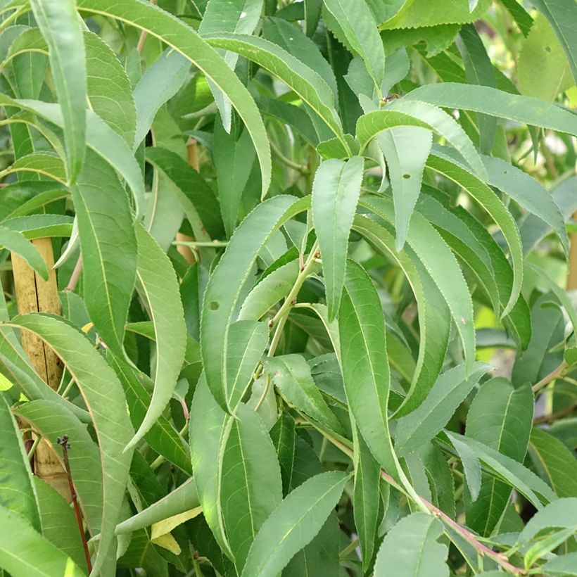 Pêcher Platicarpa bianca - Pêche plate blanche (Feuillage)