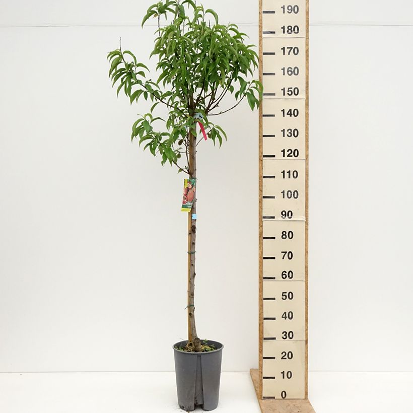 Spécimen de Pêcher - Prunus persica Sanguine Pot de 7,5L/10L, Demi-Tige tel que livré au printemps