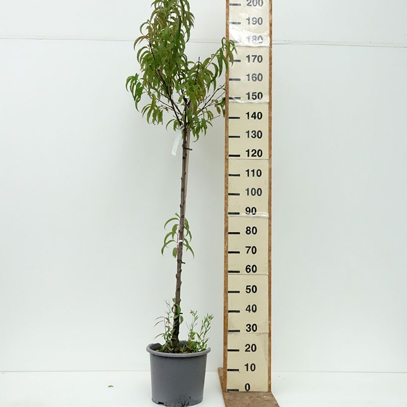 Spécimen de Pêcher - Prunus persica Sanguine Pot de 7,5L/10L, Demi-Tige tel que livré en été