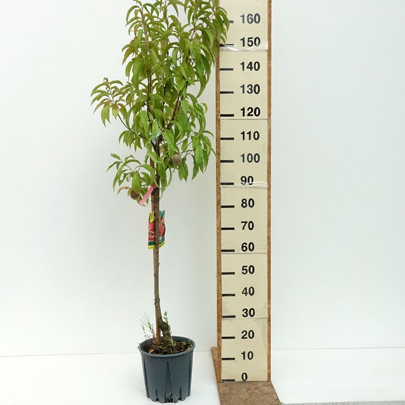 Spécimen de Pêcher - Prunus persica Sanguine Pot de 7,5L/10L, Gobelet tel que livré en été