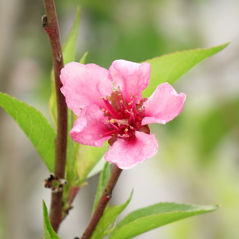 Pêcher Redwing (Floraison)
