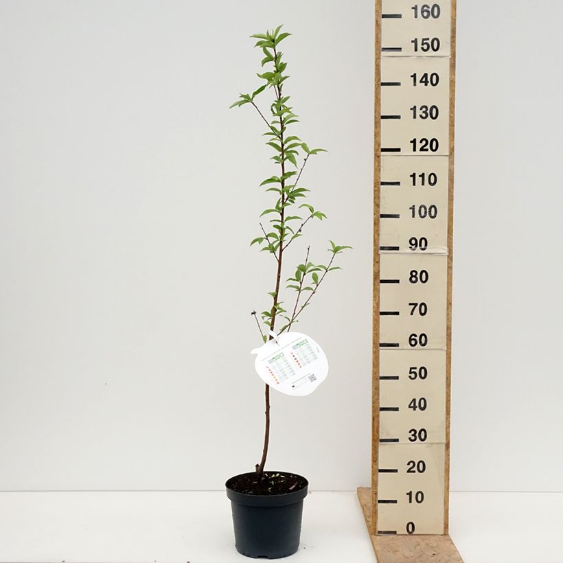 Spécimen de Pêcher Reine des Vergers  Pot de 7,5L/10L, Gobelet tel que livré au printemps