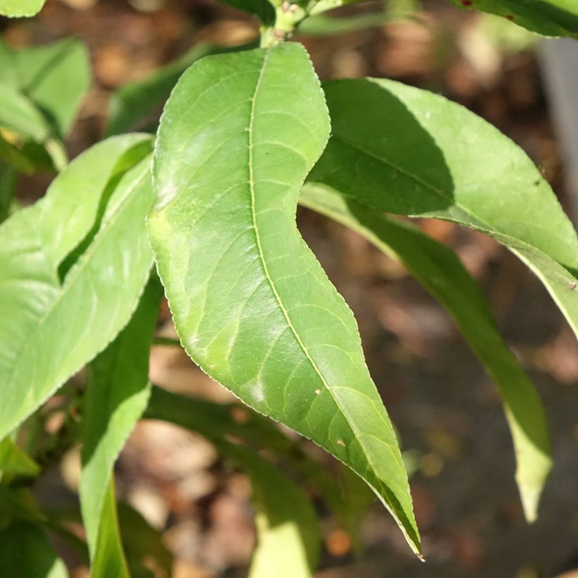 Pêcher Reine des Vergers  (Feuillage)