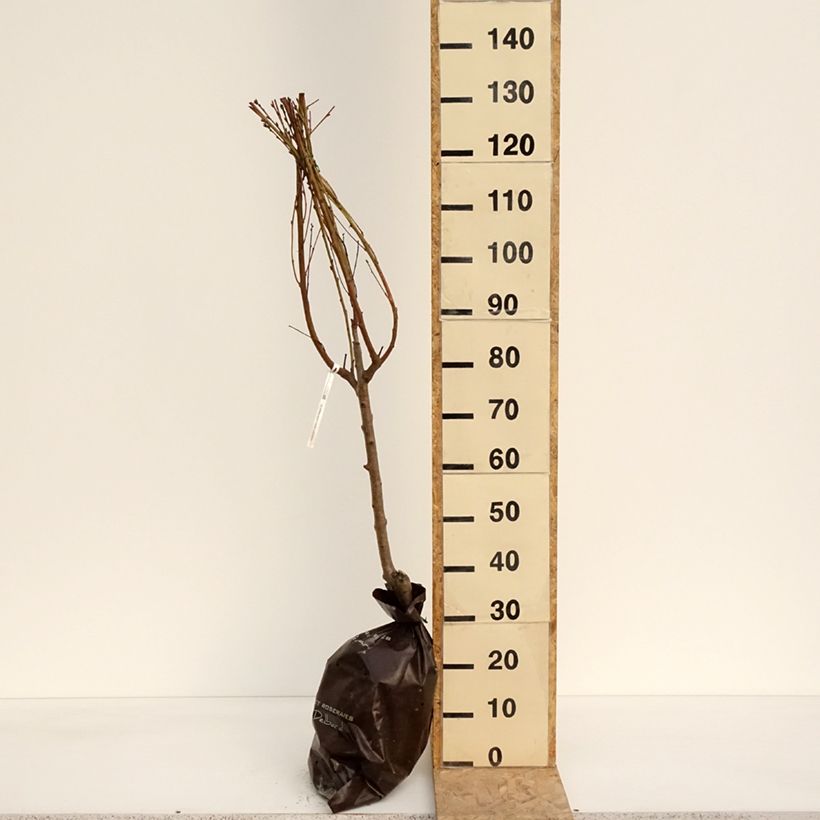 Spécimen de Pêcher Saturne (pêche plate) - Georges Delbard Motte "Prêt-à-planter", Gobelet, Greffé sur Prunus Rubira/Montclar®  ou Missour tel que livré au printemps