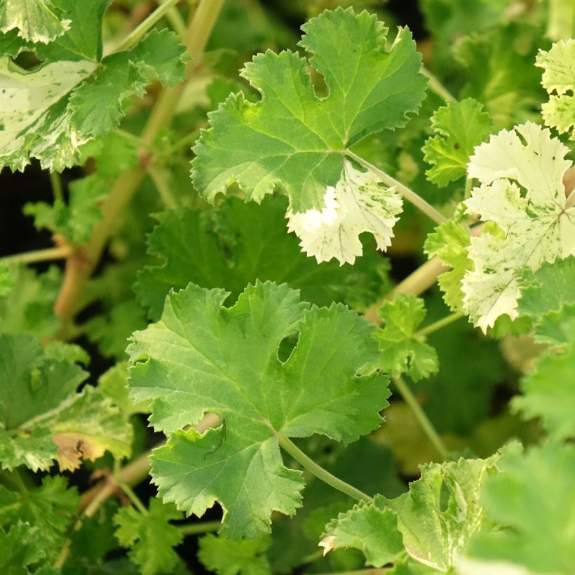Pelargonium crispum Peach Cream - Géranium d'odeur panaché parfum pêche (Feuillage)