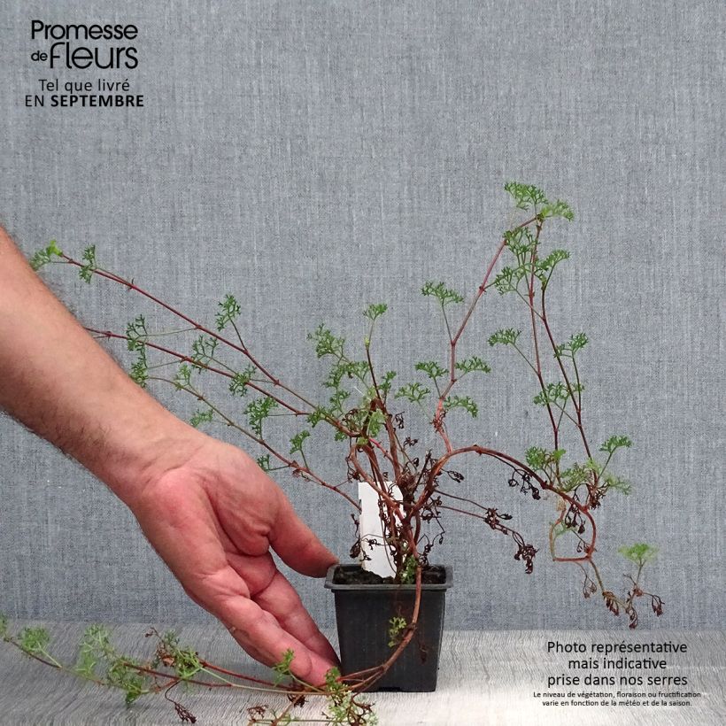 Spécimen de Pelargonium fruticosum - Géranium botanique odorant Godet de 8/9 cm tel que livré en automne