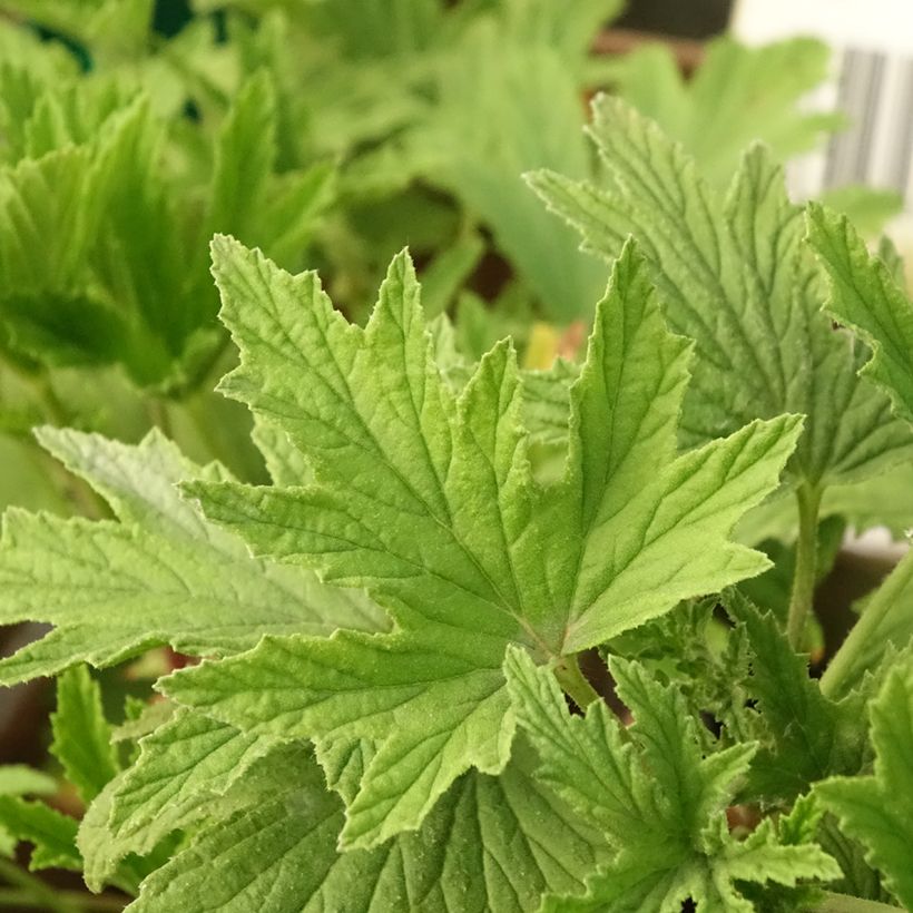 Pelargonium - Géranium parfumé Orange Fizz (Foliage)