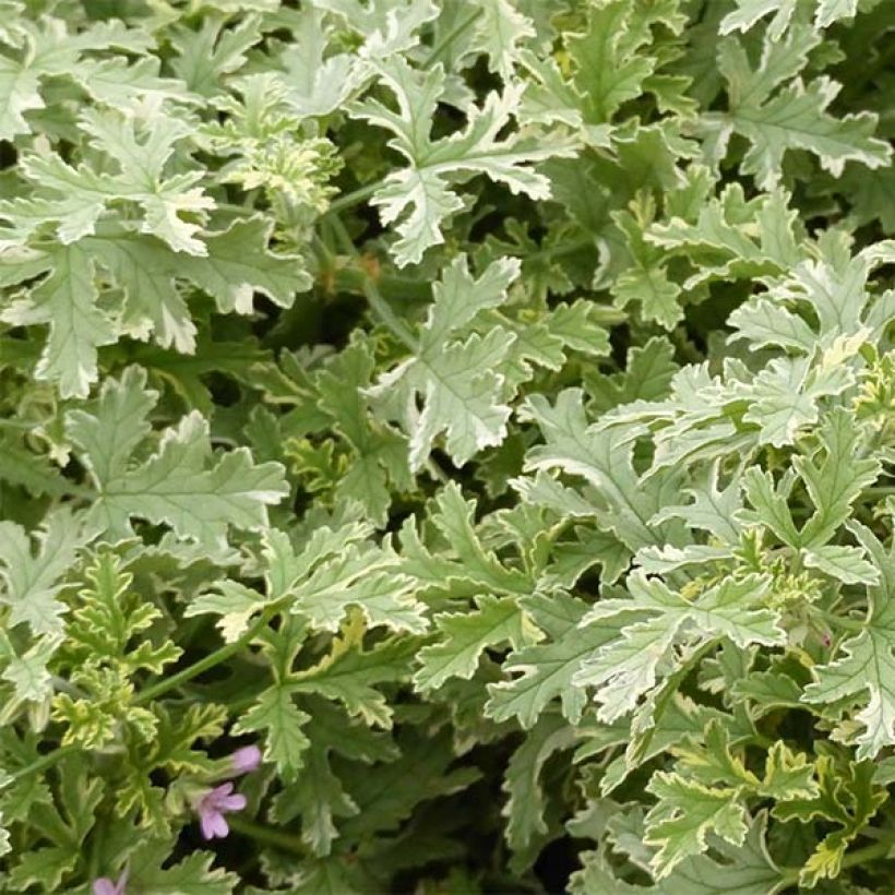 Pelargonium - Géranium parfumé Grey Lady Plymouth (Foliage)