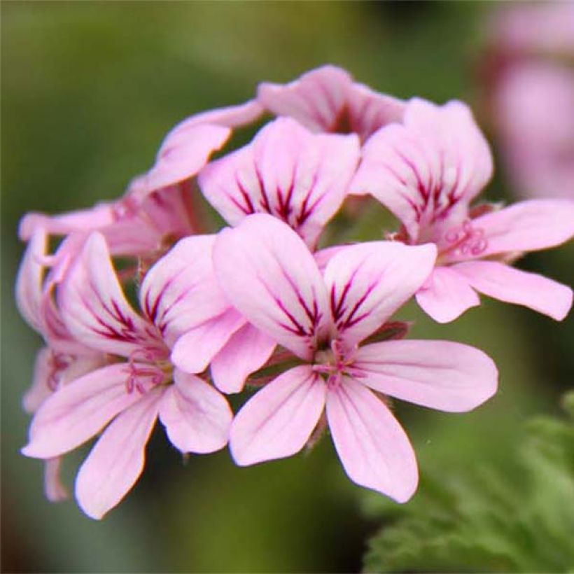 Pelargonium - Géranium parfumé Grey Lady Plymouth (Flowering)