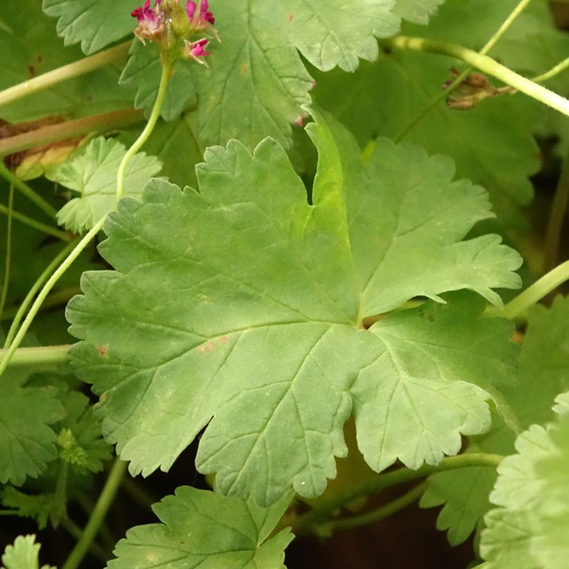 Pelargonium grossularioides - Pélargonium botanique (Foliage)