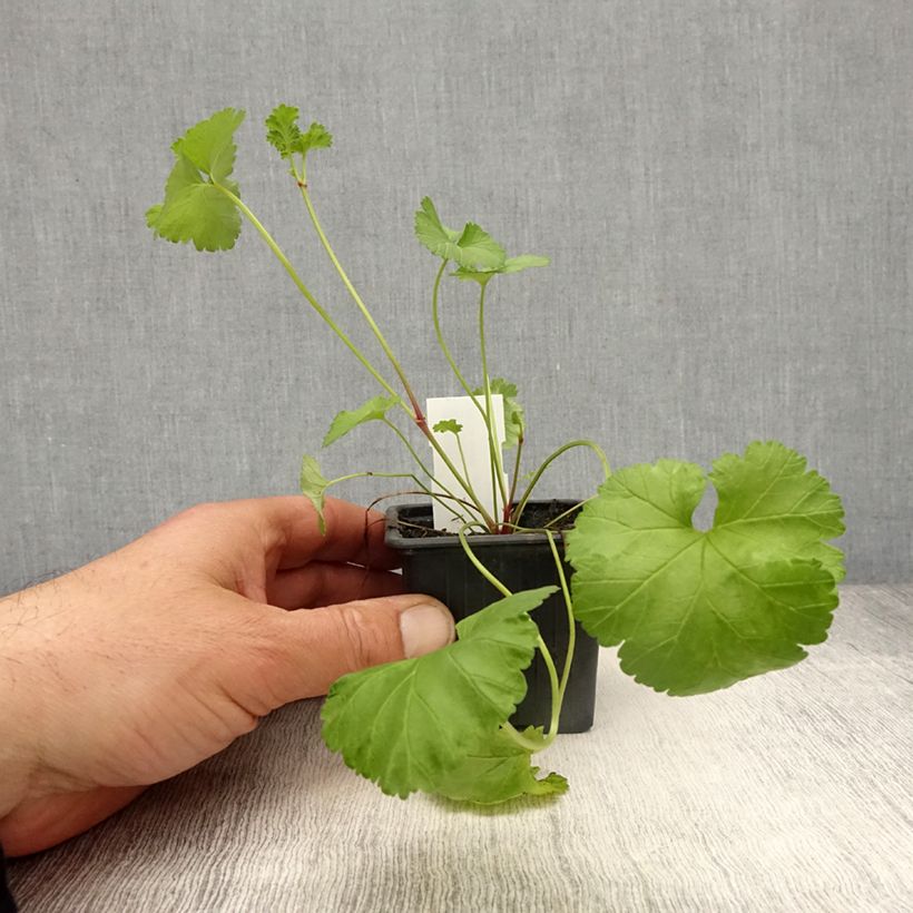 Example of Pelargonium grossularioides - Pélargonium botanique Godet de 8/9 cm as you get in printemps