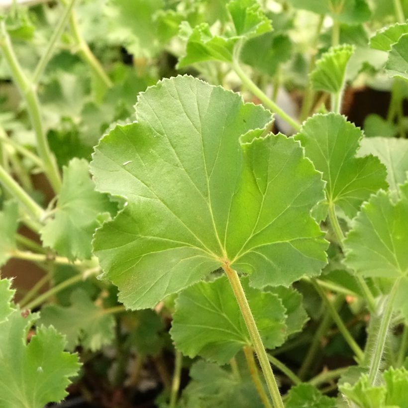 Pelargonium odorant Cola Bottles - Géranium parfum Coca Cola (Foliage)