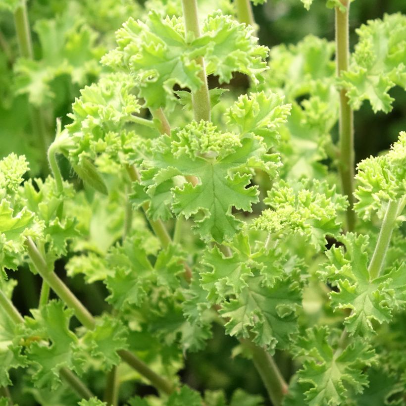 Pelargonium odorant crispum Minor - Géranium parfum citron (Feuillage)