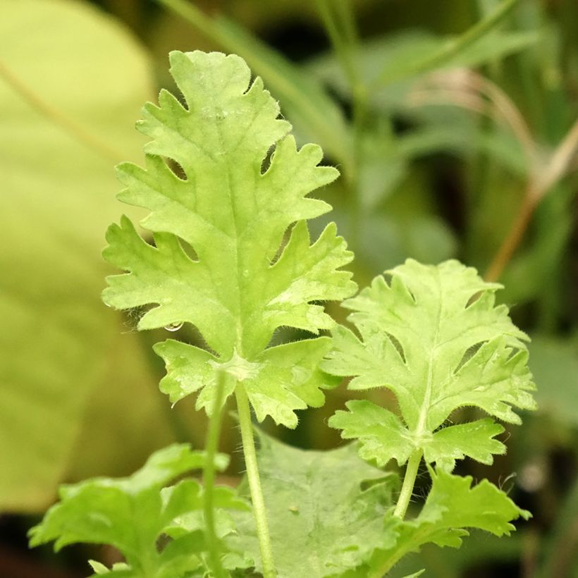 Pelargonium odorant ionidiflorum - Géranium botanique (Feuillage)
