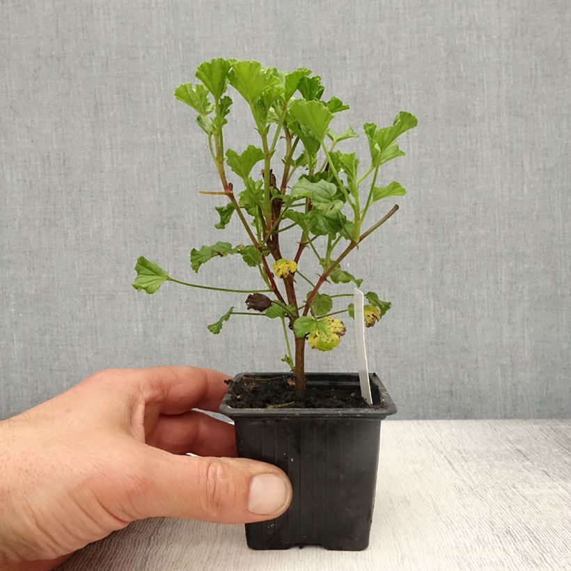Spécimen de Pelargonium odorant Kettlebaston - Géranium parfum citron Godet de 8/9 cm tel que livré au printemps