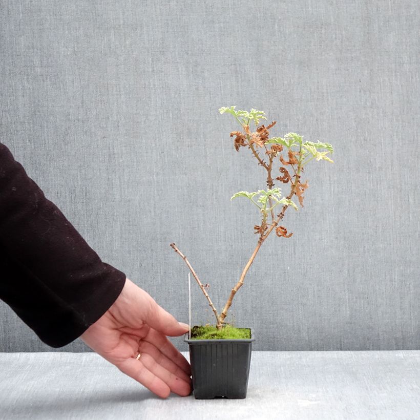 Example of Pelargonium odorant Lady Plymouth - Géranium parfum de rose Godet de 8/9 cm as you get in hiver