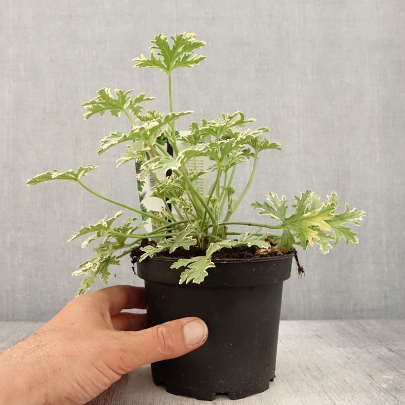 Example of Pelargonium odorant Lady Plymouth - Géranium parfum de rose Pot de 1,5L/2L as you get in printemps