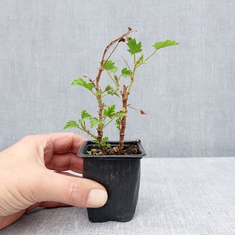 Spécimen de Pélargonium odorant Lemon fancy - Géranium d'odeur au puissant parfum de citronelle. Godet de 7/8 cm tel que livré au printemps