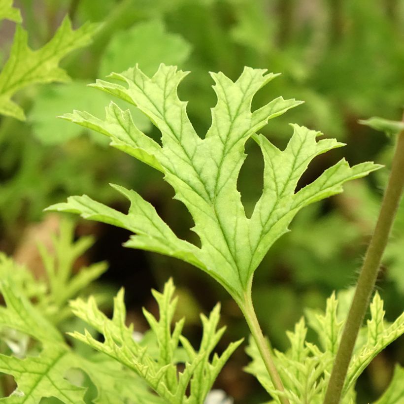 Pelargonium odorant pseudoglutinosum - Géranium botanique parfum balsamique (Foliage)