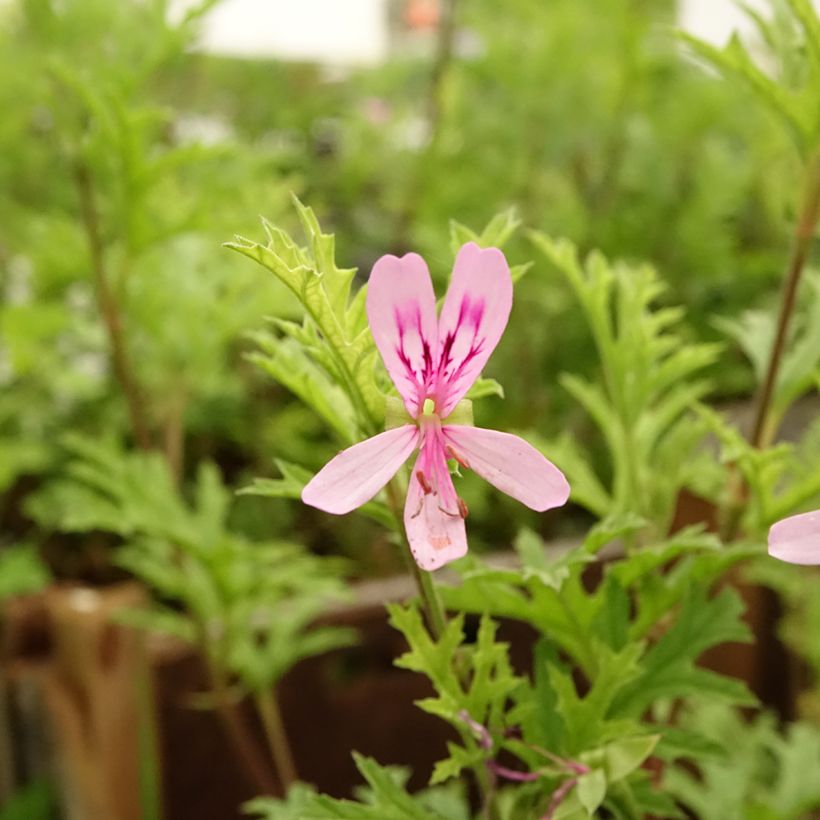 Pelargonium odorant pseudoglutinosum - Géranium botanique parfum balsamique (Flowering)