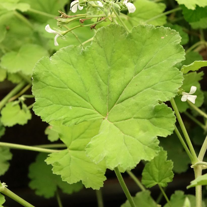 Pelargonium odoratissimum - Géranium botanique parfum pomme (Feuillage)