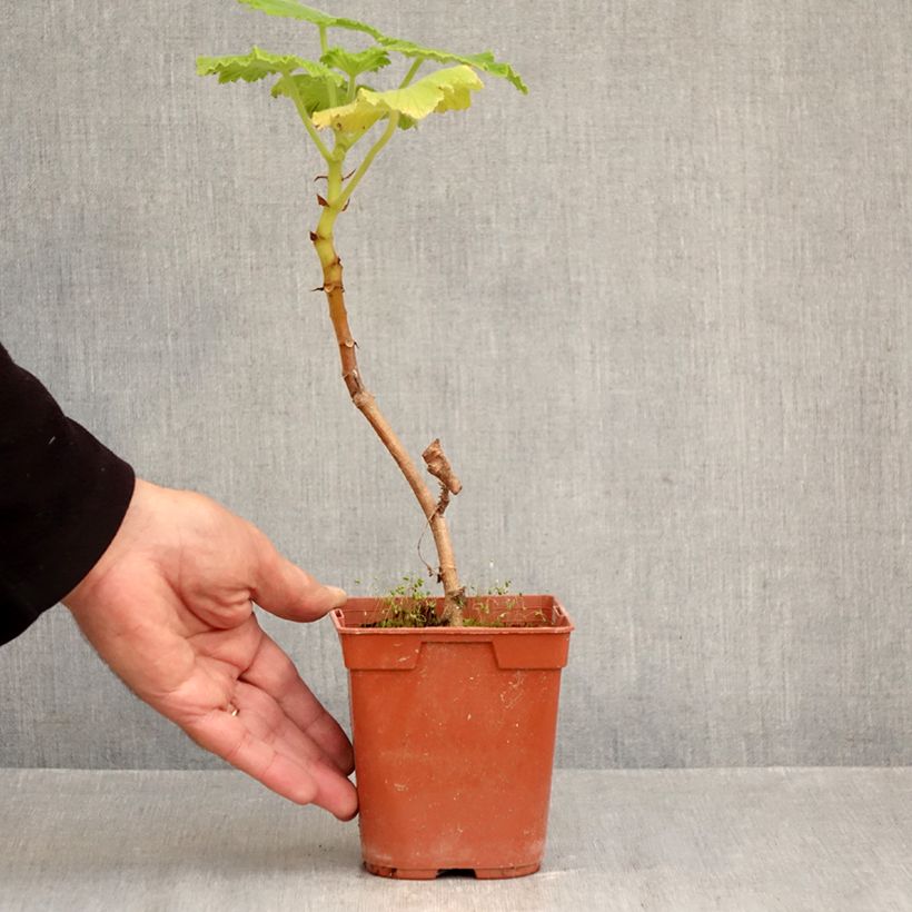 Spécimen de Pelargonium papilionaceum - Géranium botanique au parfum de citron Pot de 1L/1,5L tel que livré en automne