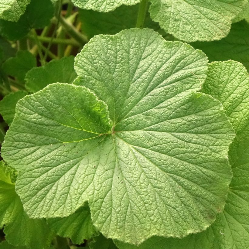 Pelargonium papilionaceum - Géranium botanique au parfum de citron (Feuillage)