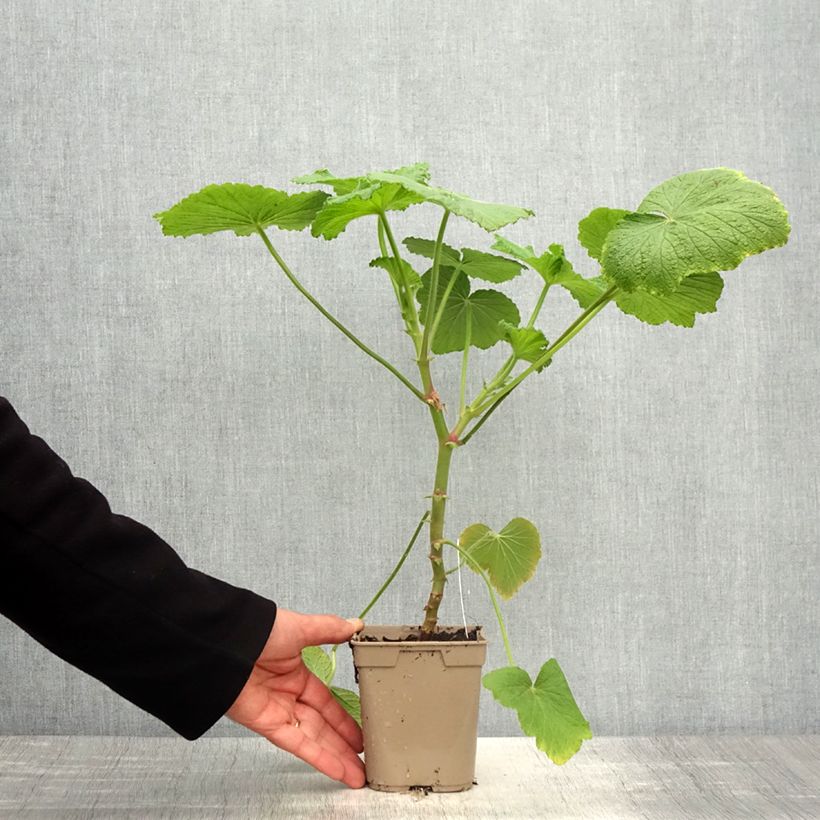Spécimen de Pelargonium papilionaceum - Géranium botanique au parfum de citron Pot de 1L/1,5L tel que livré au printemps