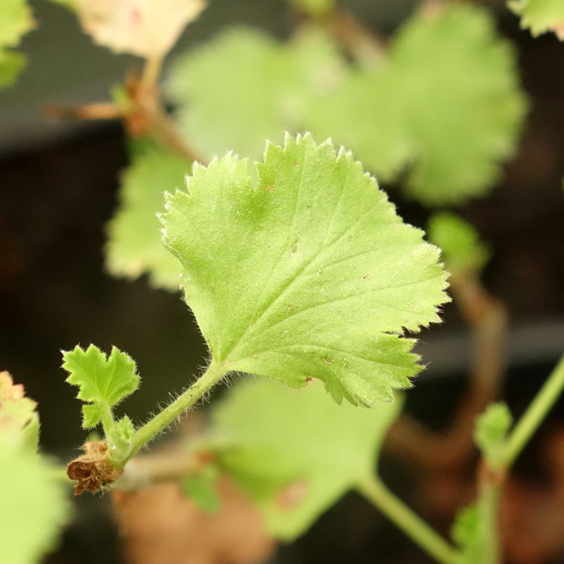 Pelargonium Prince Rupert - Géranium odorant au parfum de citron (Feuillage)
