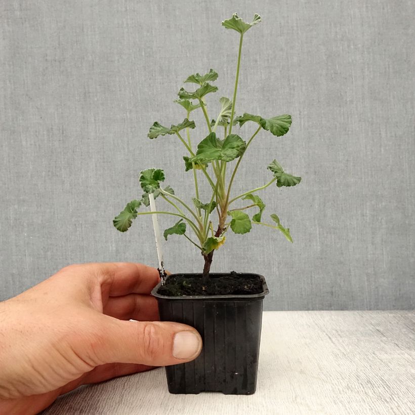 Spécimen de Pelargonium reiniforme x sidoides - Géranium hybride Godet de 8/9 cm tel que livré au printemps