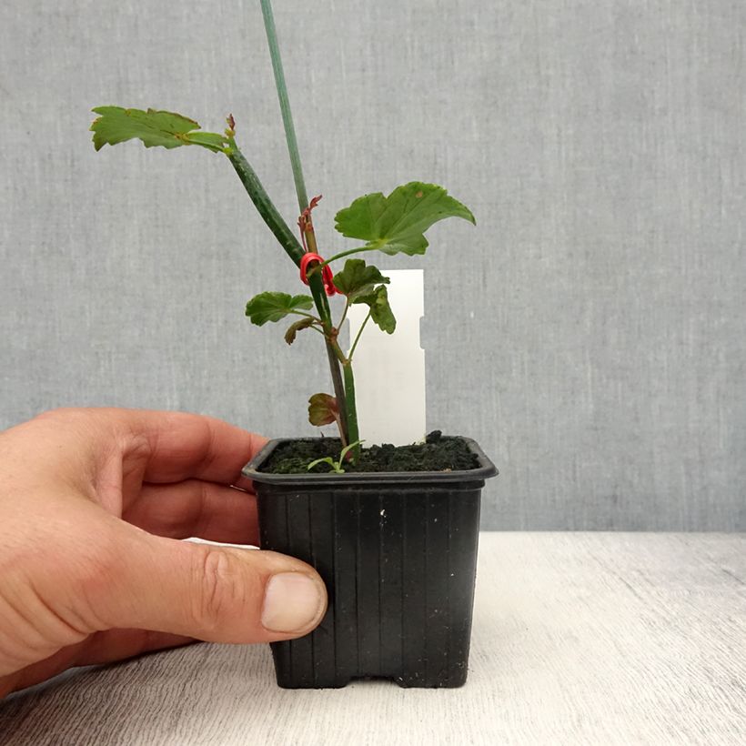 Spécimen de Pelargonium tetragonum - Géranium botanique Godet de 8/9 cm tel que livré au printemps