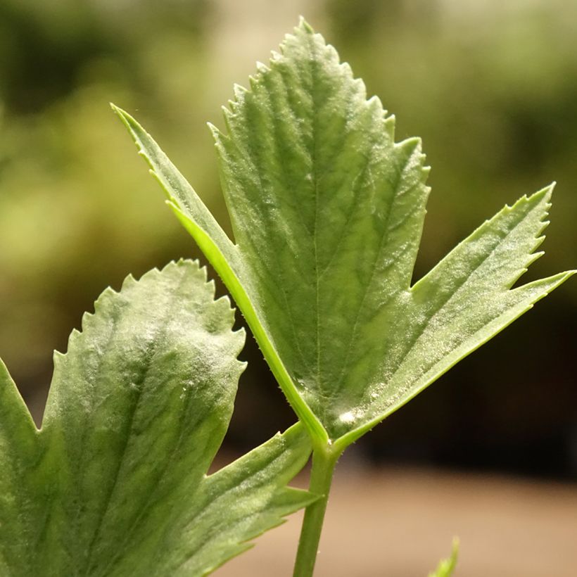 Pelargonium tricuspidatum - Géranium botanique (Feuillage)