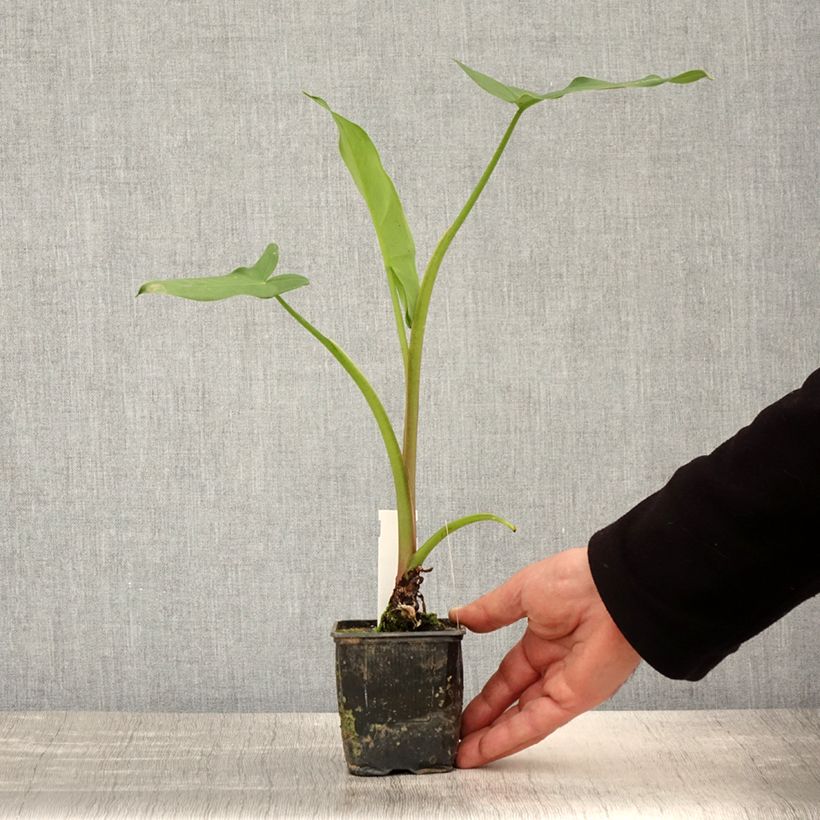 Spécimen de Peltandra virginica - Arum de Virginie Godet de 8/9 cm tel que livré au printemps