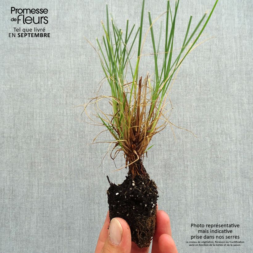 Spécimen de Pennisetum alopecuroides Little Bunny - Herbe aux écouvillons Mini-motte Ø 3/4 cm tel que livré en automne