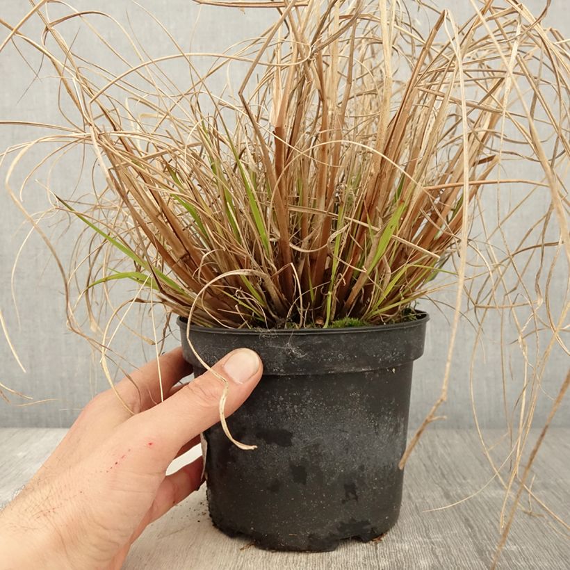 Example of Pennisetum alopecuroides Cassian - Herbe aux écouvillons Pot de 2L/3L as you get in printemps