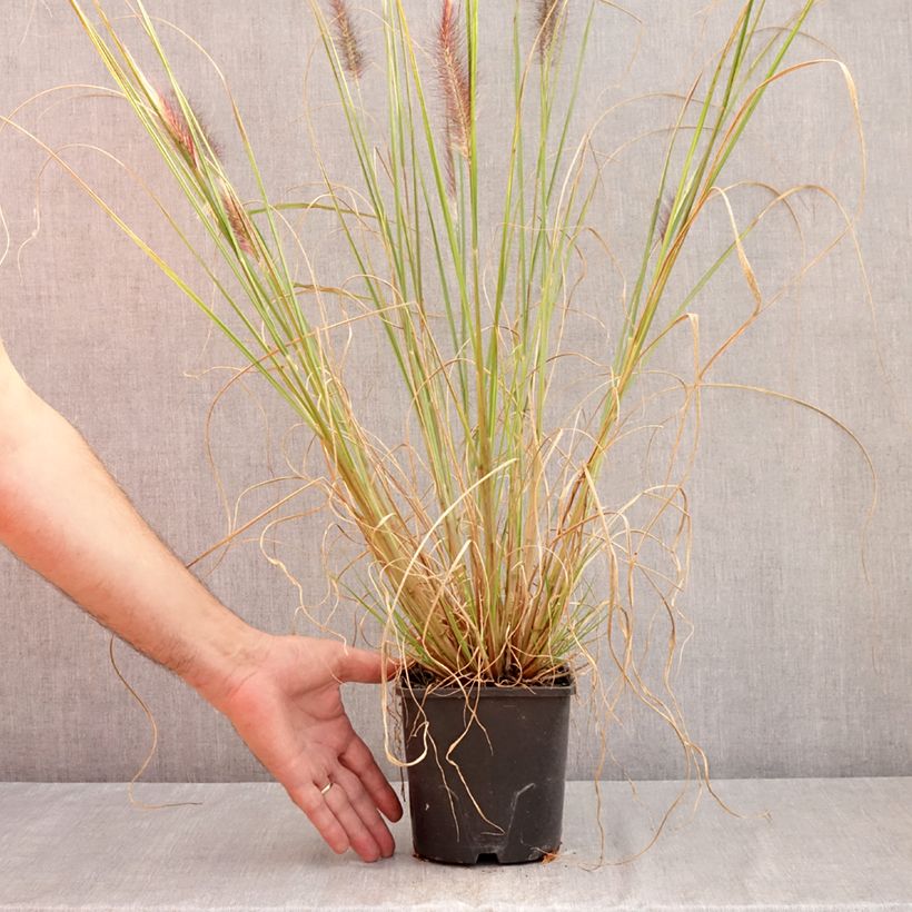 Spécimen de Pennisetum alopecuroïdes f. viridescens - Herbe aux écouvillons Pot de 2L/3L tel que livré en été