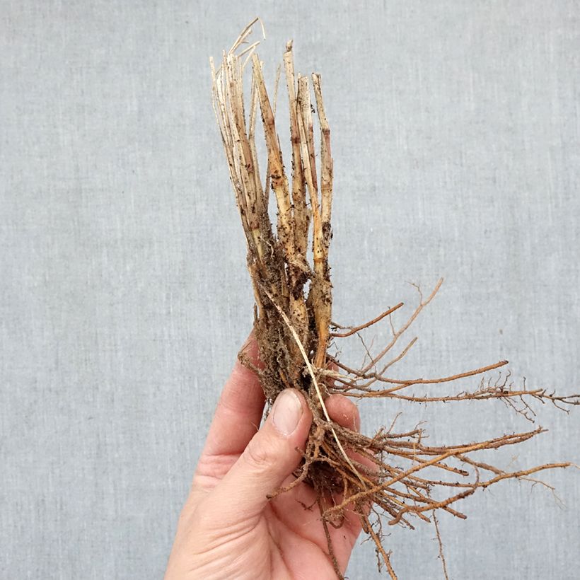 Spécimen de Pennisetum alopecuroides Gelbstiel - Herbe aux écouvillons  Racines nues tel que livré en hiver