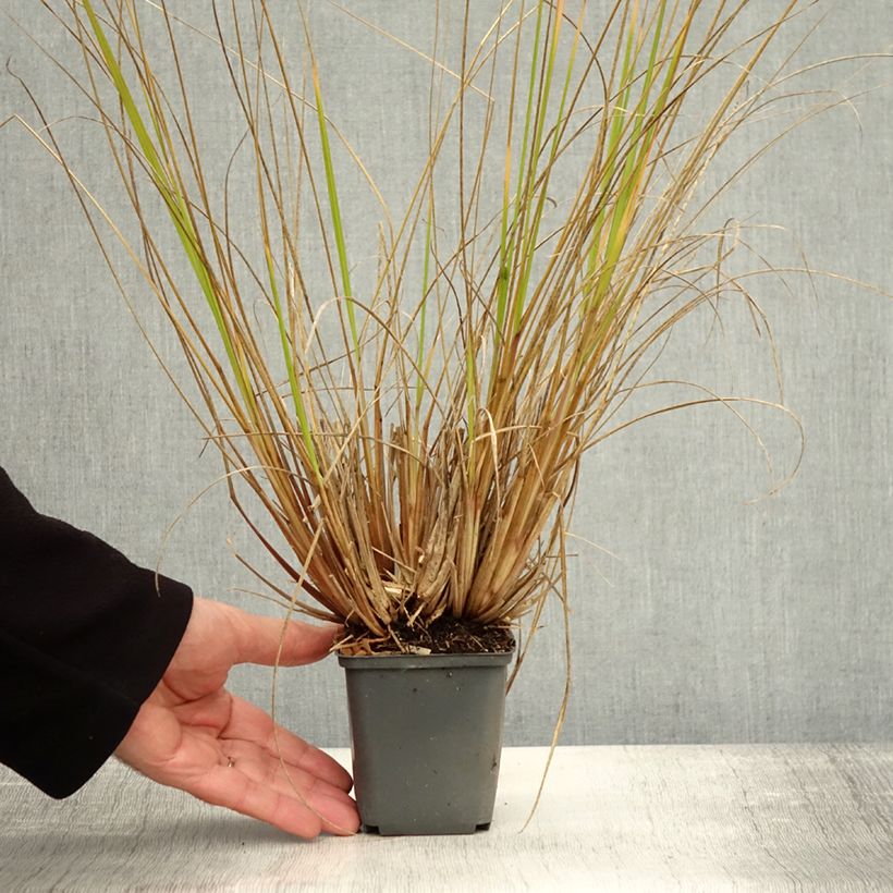 Spécimen de Pennisetum alopecuroides Magic - Herbe aux écouvillons  Godet de 8/9 cm tel que livré en automne