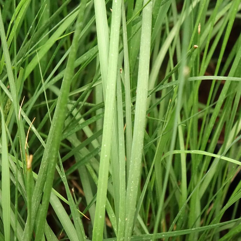 Pennisetum alopecuroïdes Moudry - Herbe aux écouvillons (Feuillage)