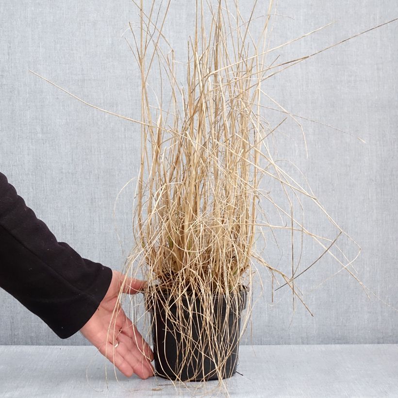 Spécimen de Pennisetum alopecuroides National Arboretum - Herbe aux écouvillons pourpres Pot de 3L/4L tel que livré au printemps