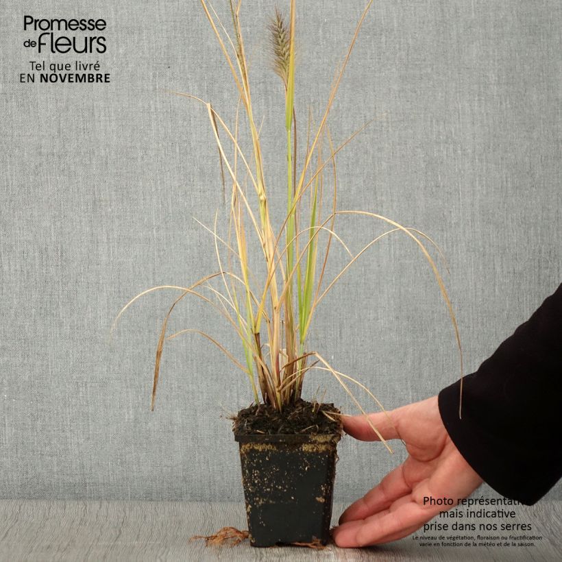 Spécimen de Pennisetum alopecuroides Red Head - Herbe aux écouvillons Godet de 8/9 cm tel que livré en automne