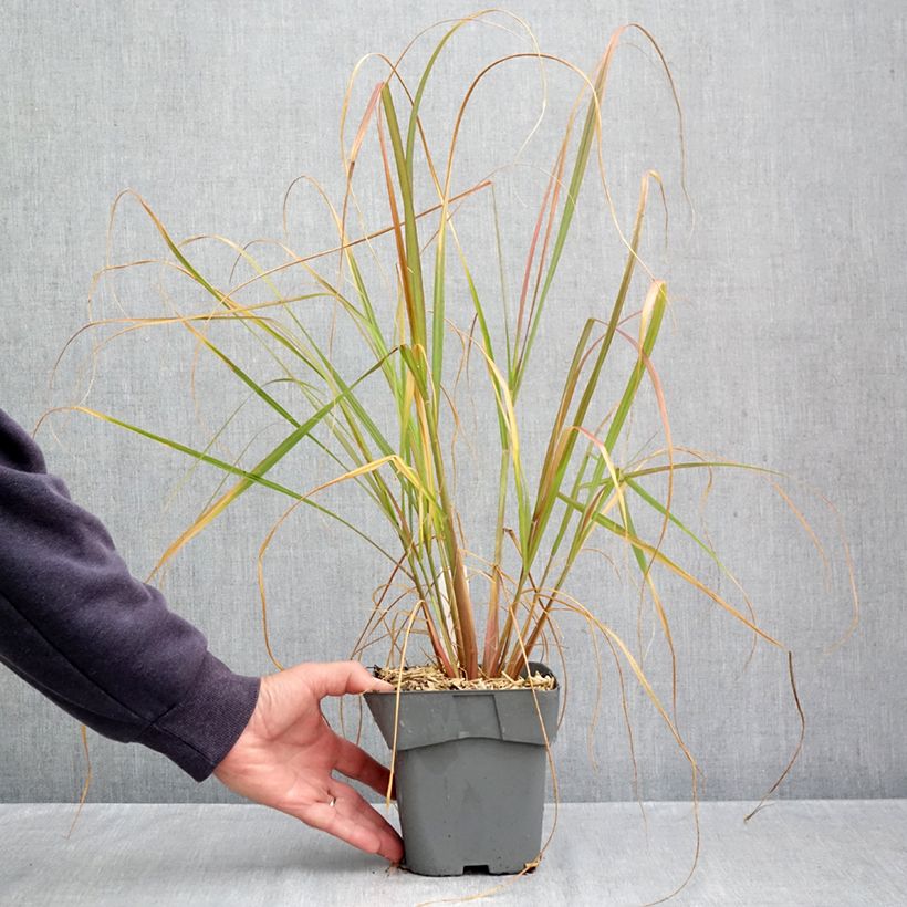 Spécimen de Pennisetum alopecuroides Red Head - Herbe aux écouvillons Pot de 2L/3L tel que livré en automne