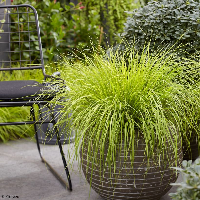 Pennisetum alopecuroides Lumen Gold - Herbe aux écouvillons (Port)