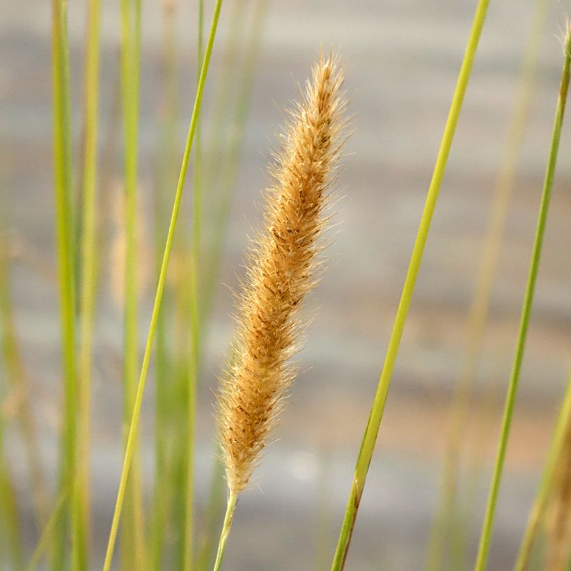 Pennisetum macrourum - Herbe aux écouvillons (Floraison)