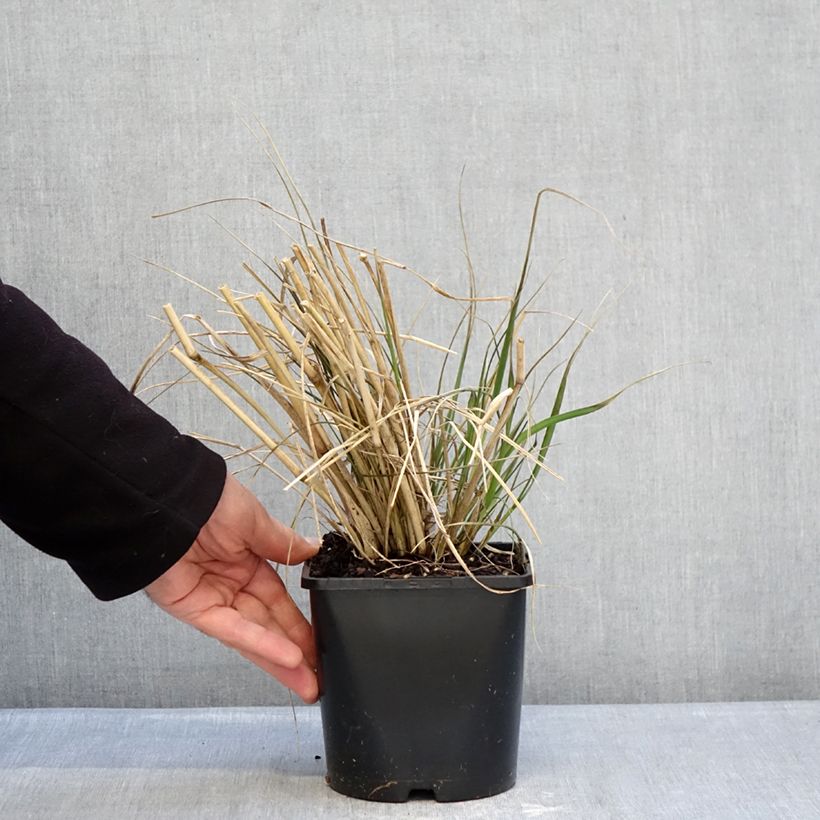 Spécimen de Pennisetum macrourum White Lancer - Herbe aux écouvillons Pot de 1,5L/2L tel que livré en hiver